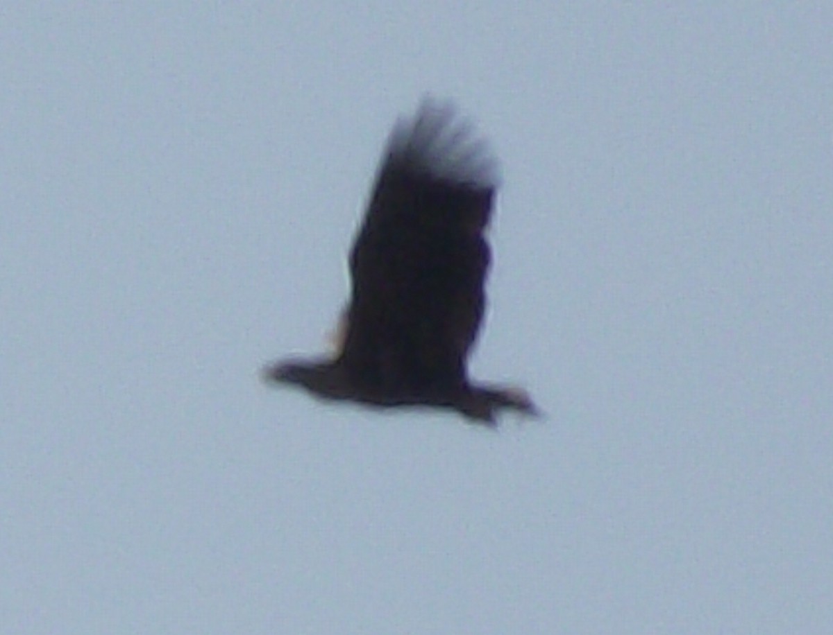 Seeadler - ML351713411