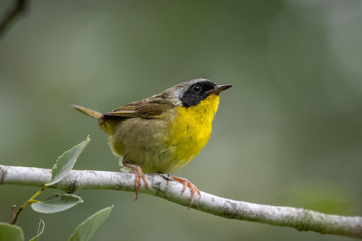 Common Yellowthroat - ML351713931