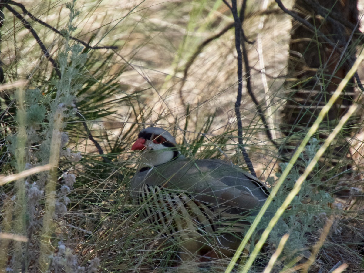 Chukar - ML351714421