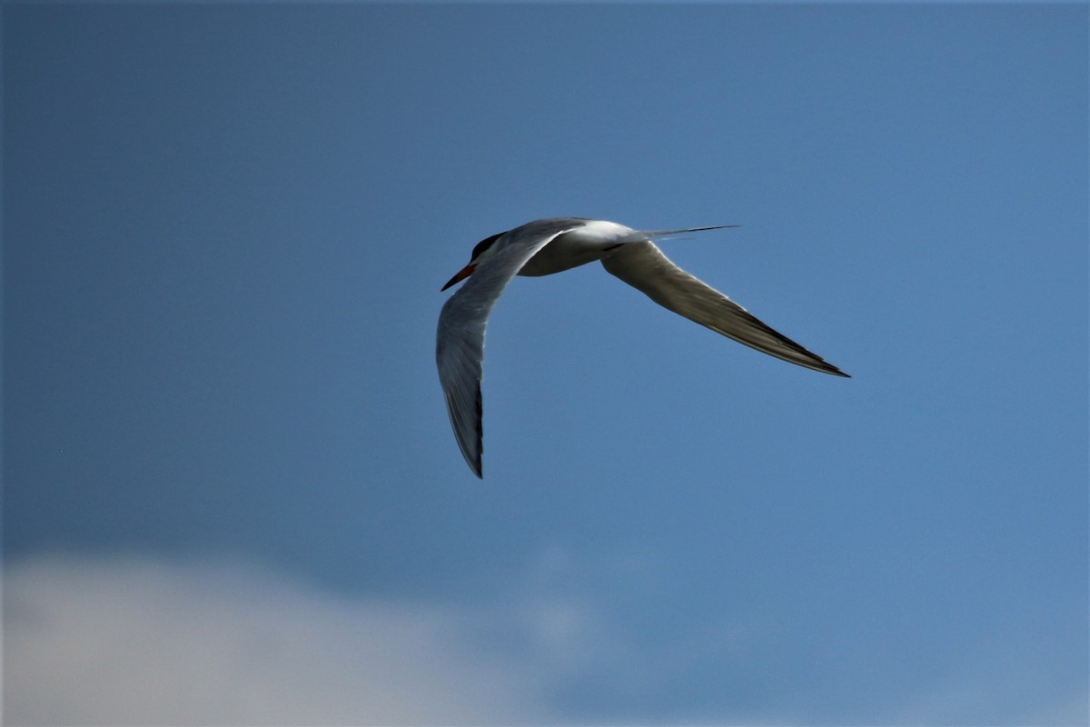 Common Tern - ML351714661
