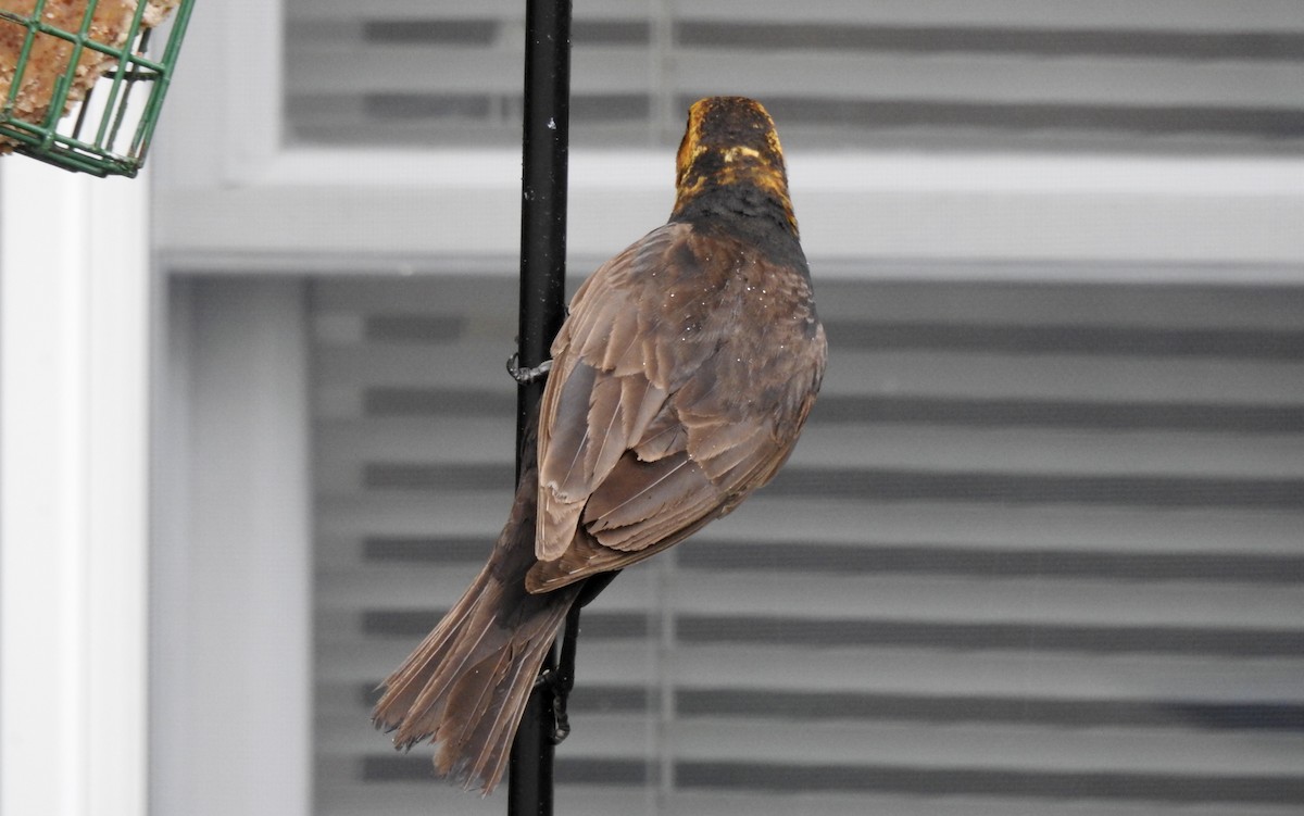 Yellow-headed Blackbird - ML351714961
