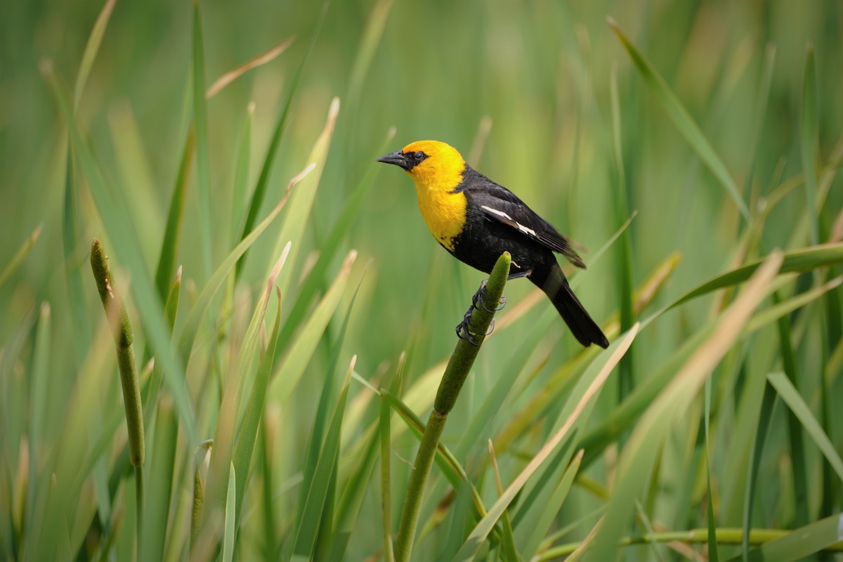 Yellow-headed Blackbird - Tanuja Reddy