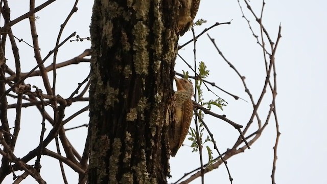 Nubian Woodpecker - ML351717701