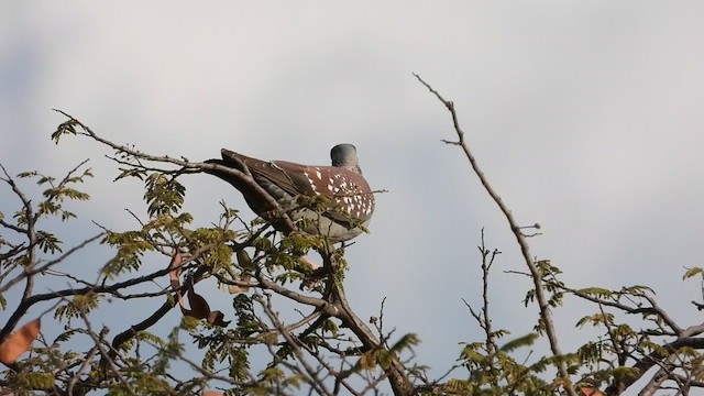 Pigeon roussard - ML351717731