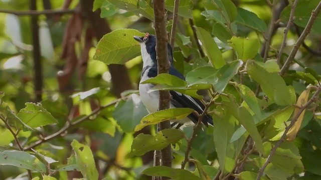 hvitvingepløsøye - ML351718071