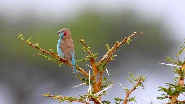 Red-cheeked Cordonbleu - ML351718731