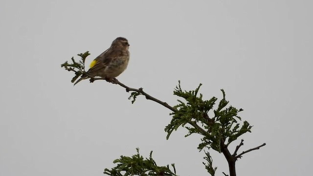 Serin de Reichenow - ML351718891