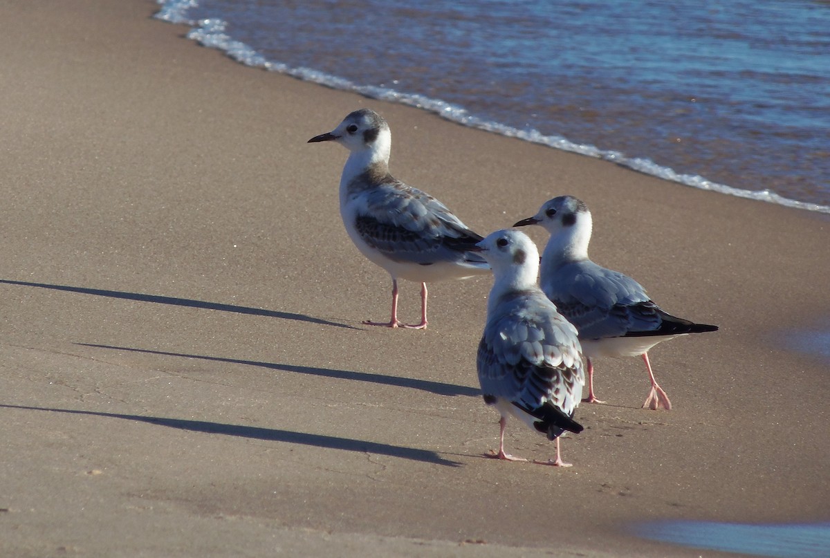 Bonaparte's Gull - ML35172011
