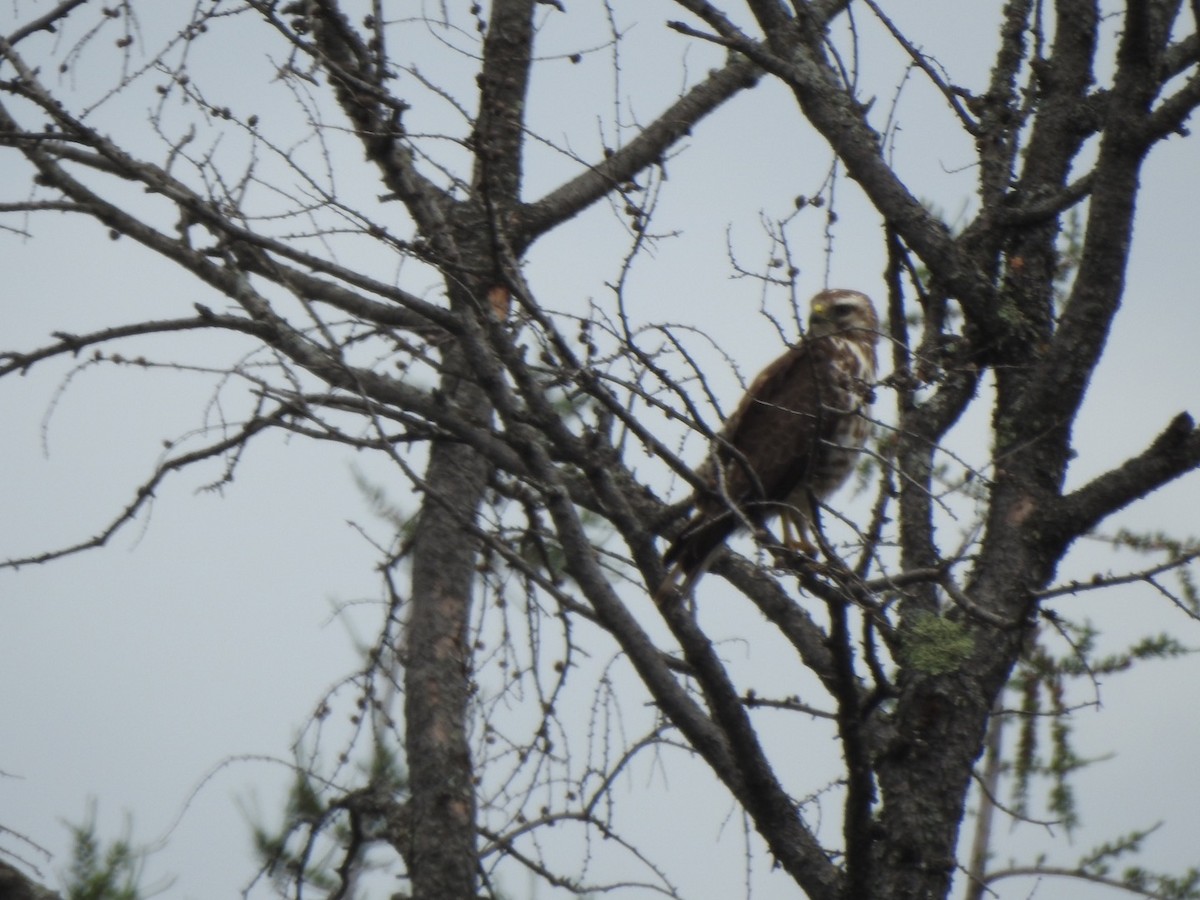 Broad-winged Hawk - ML351721261