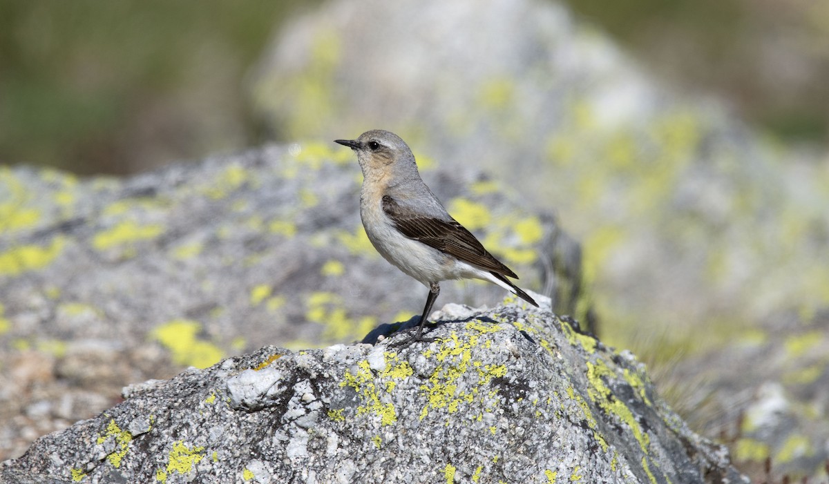 Northern Wheatear (Eurasian) - ML351722491