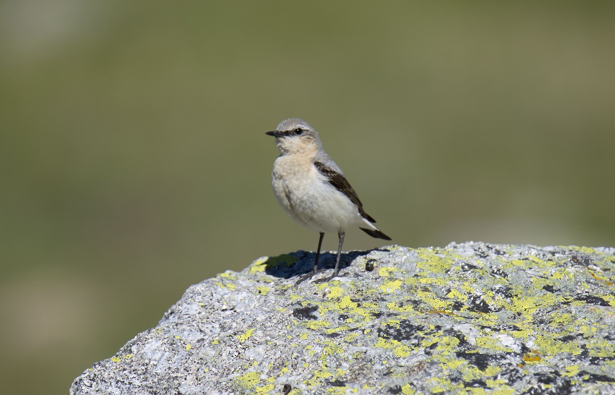 Northern Wheatear (Eurasian) - ML351722511