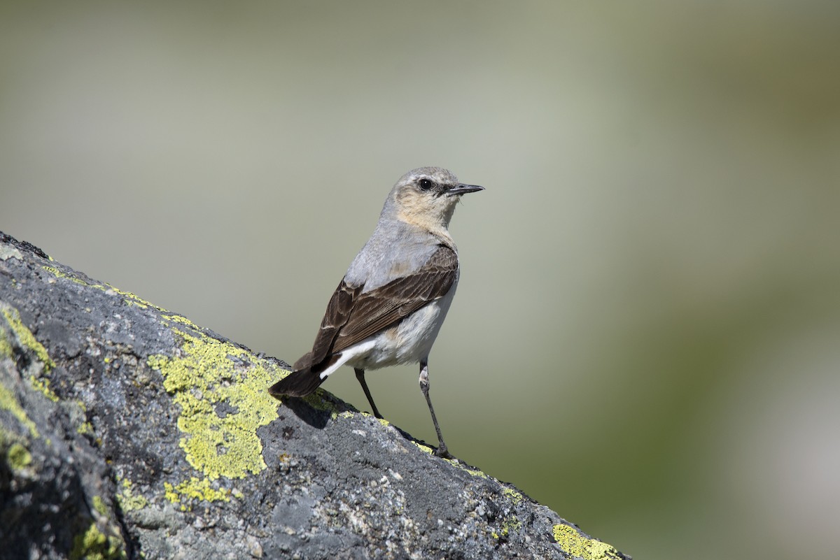 ハシグロヒタキ（oenanthe／libanotica） - ML351722521