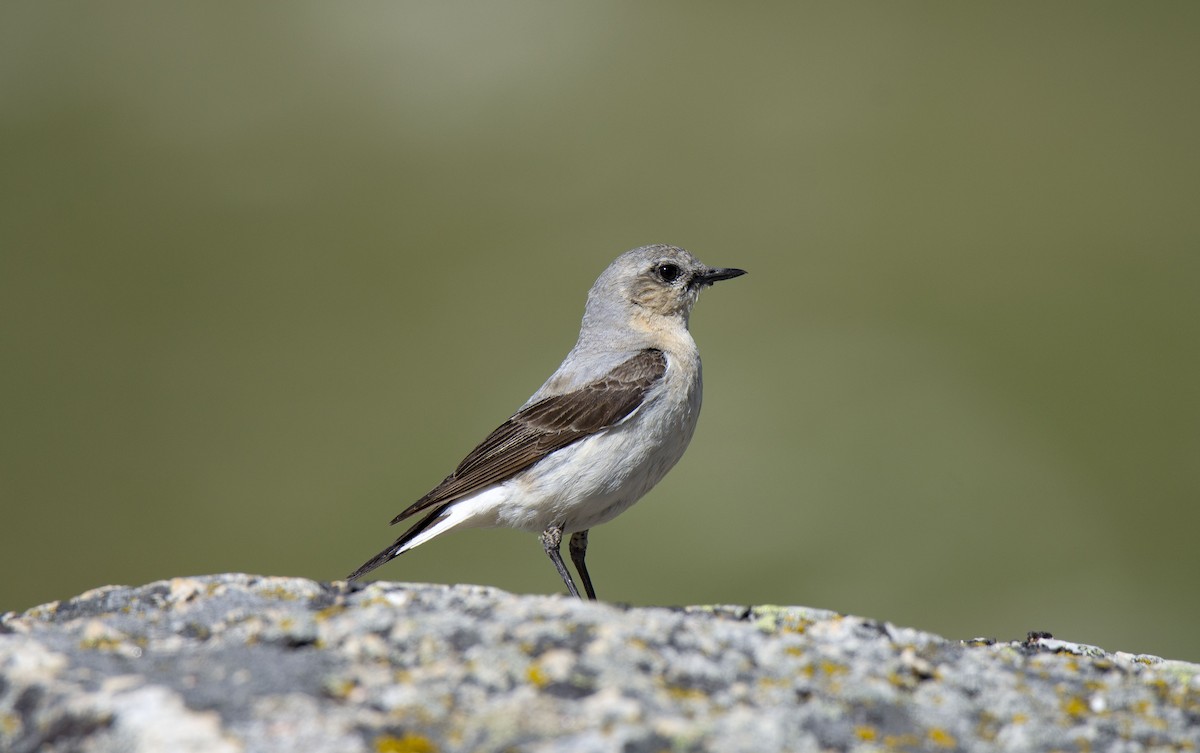 ハシグロヒタキ（oenanthe／libanotica） - ML351722531