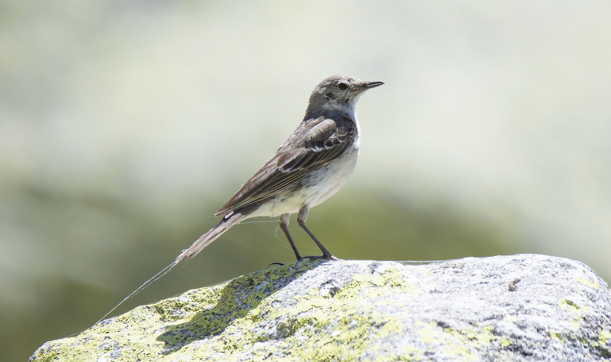 Water Pipit - ML351722651