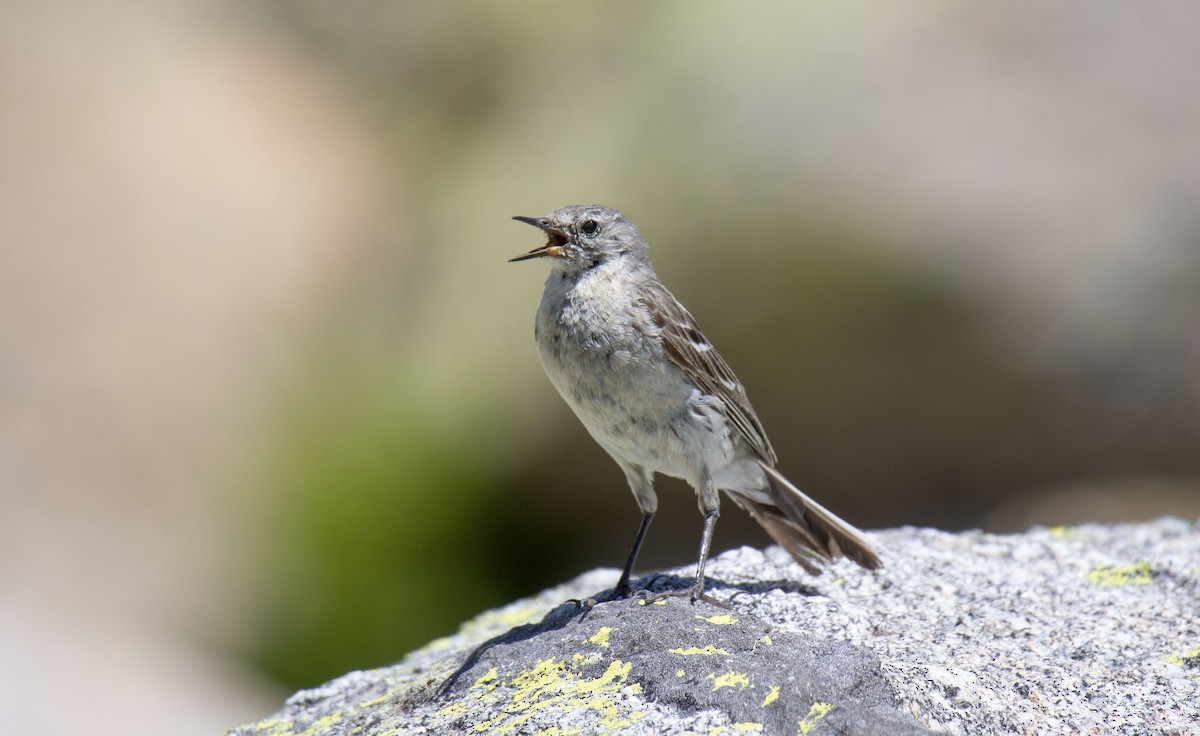 Water Pipit - ML351722661