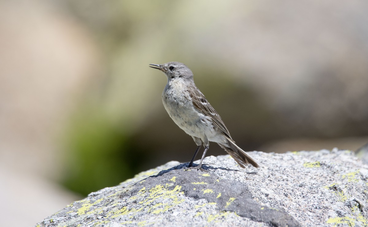 Water Pipit - ML351722671