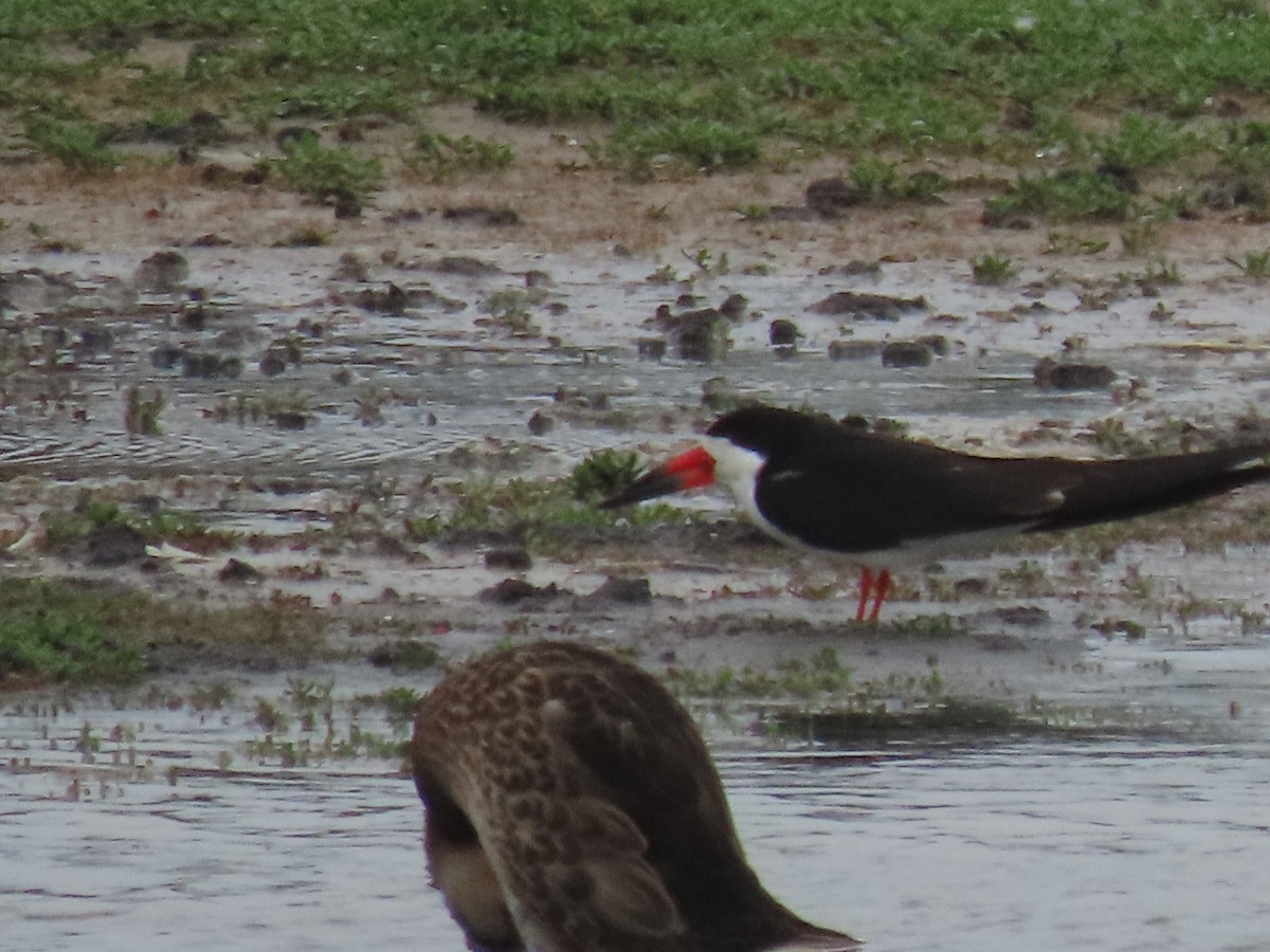 Black Skimmer - Jim Dillon