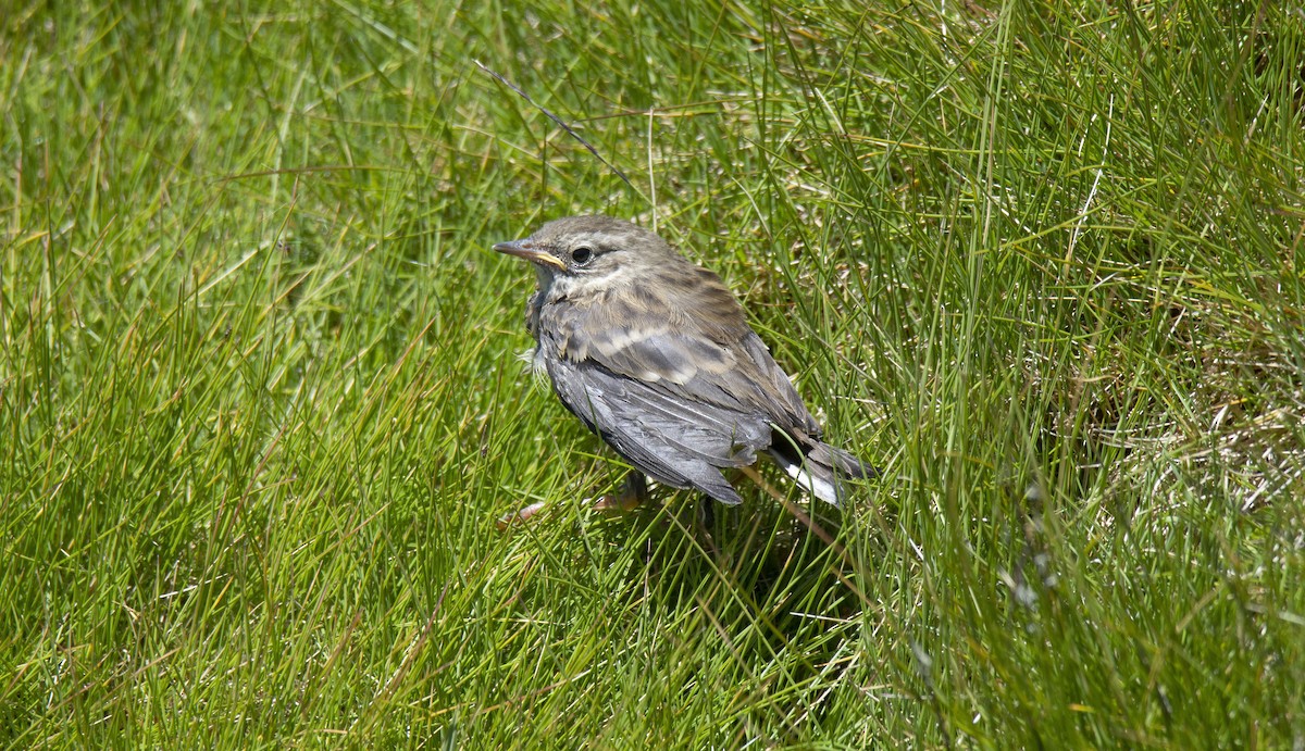 Water Pipit - ML351722801