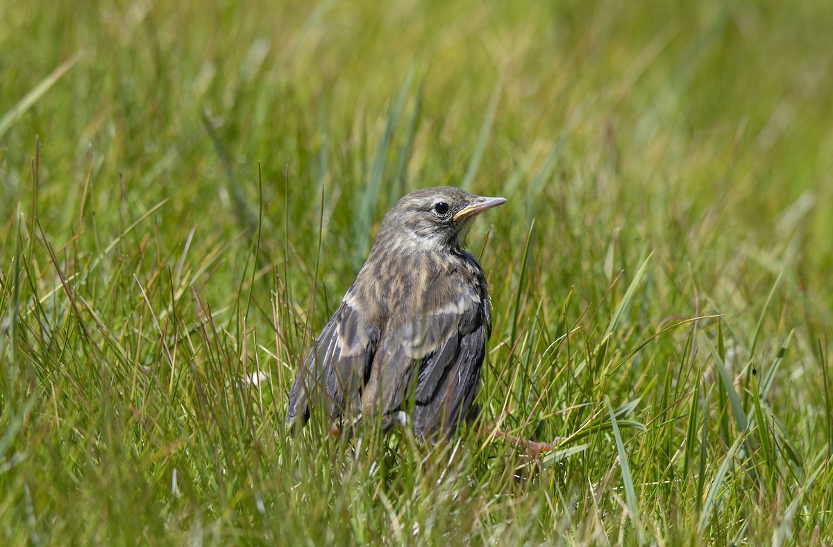 Water Pipit - ML351722811