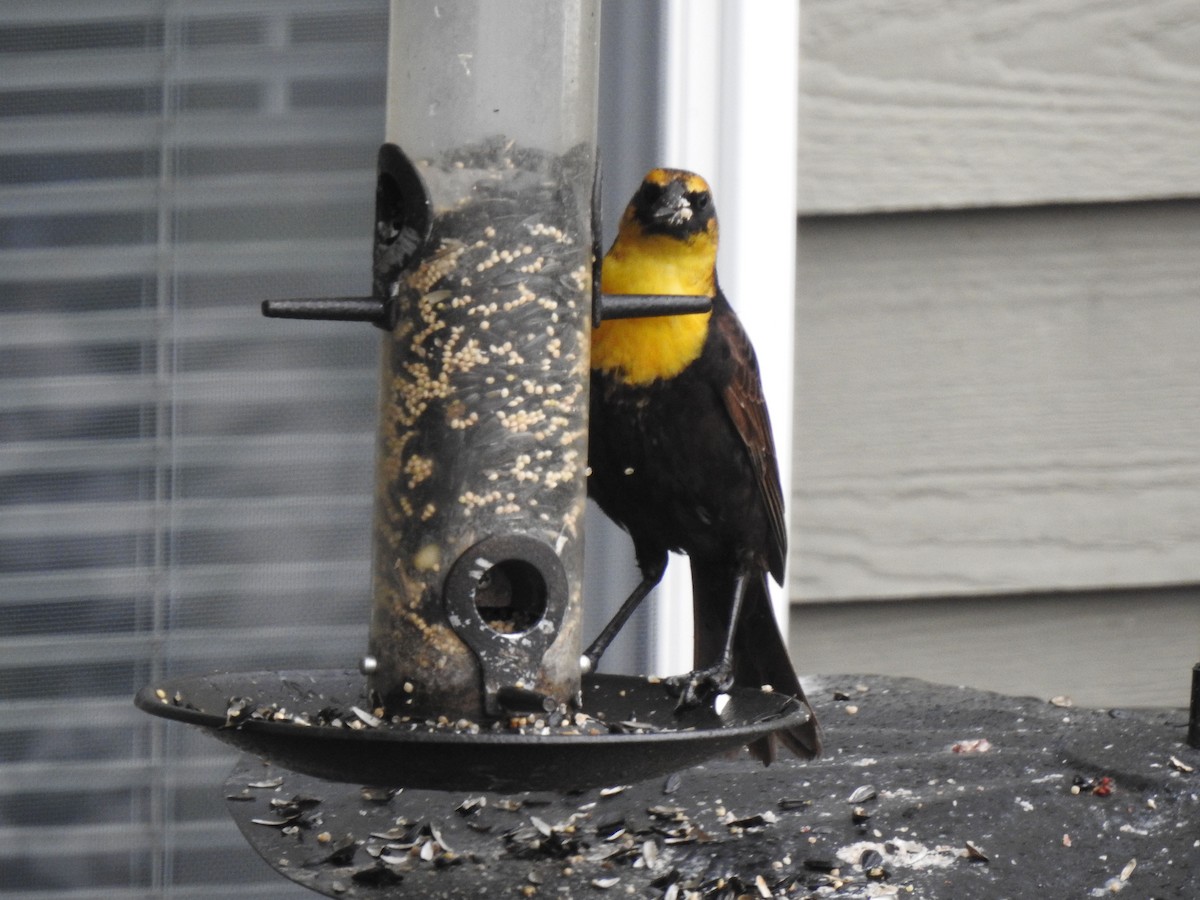 Yellow-headed Blackbird - ML351722871