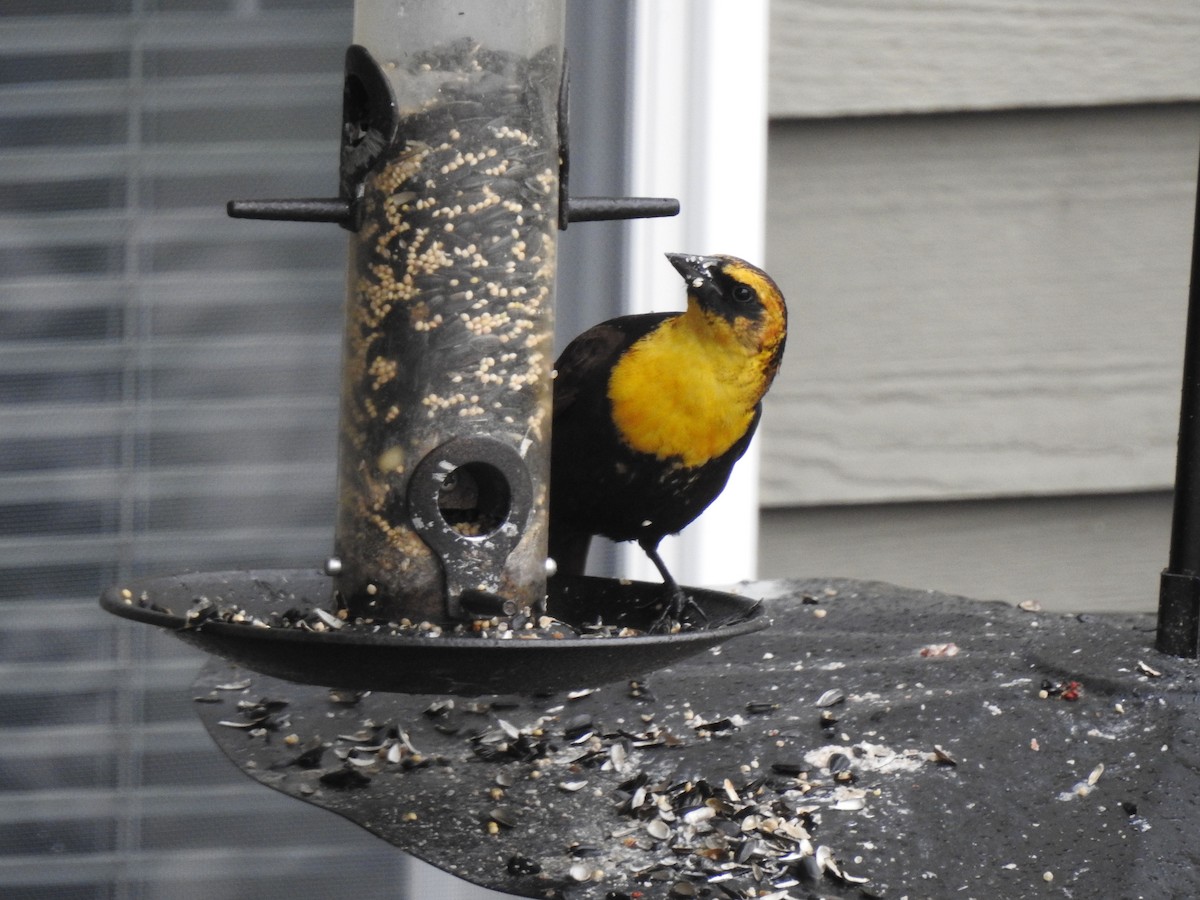 Yellow-headed Blackbird - ML351722881