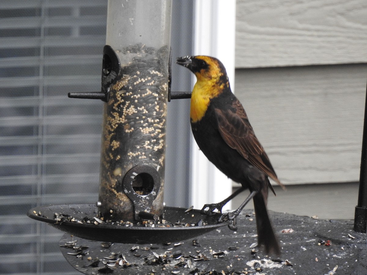 Yellow-headed Blackbird - ML351722901