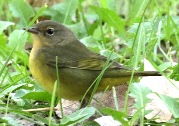 Mourning Warbler - ML35172371