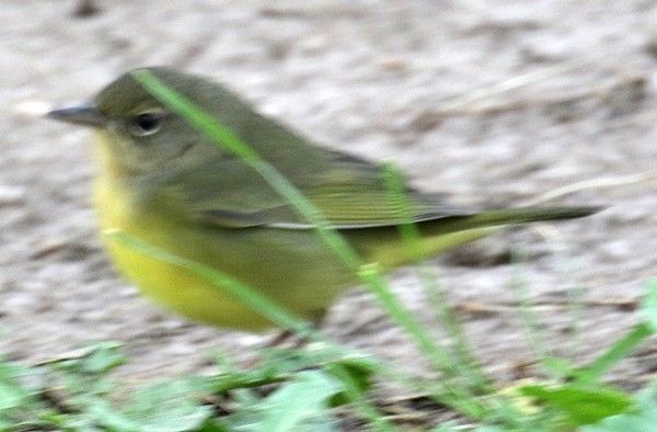 Mourning Warbler - Ed Thomas