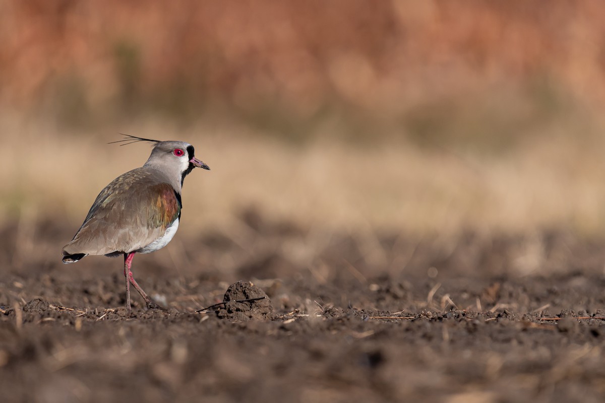 Southern Lapwing - Pablo Ramos