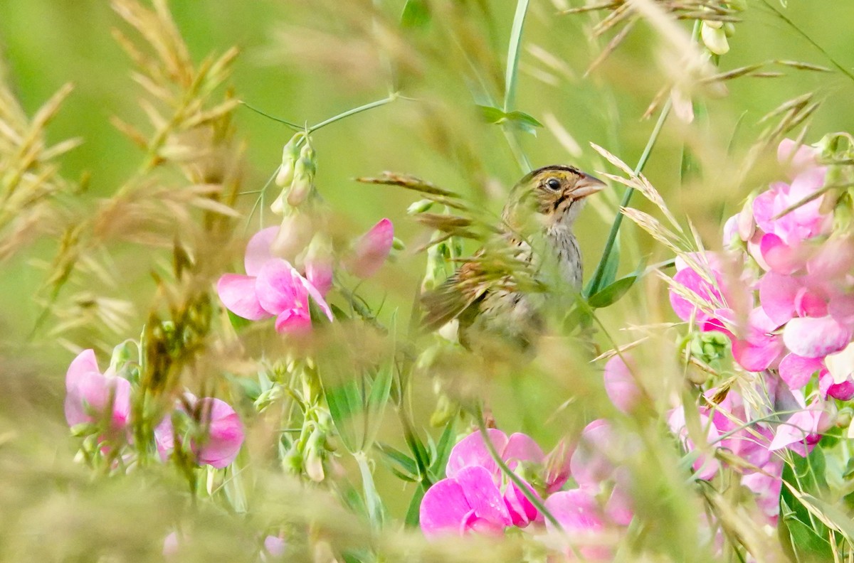 Henslow's Sparrow - ML351724761