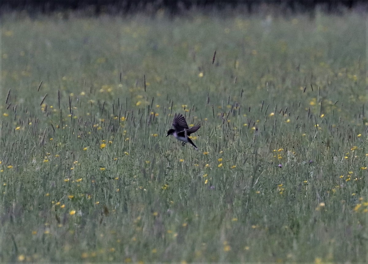 Eastern Kingbird - ML351724801