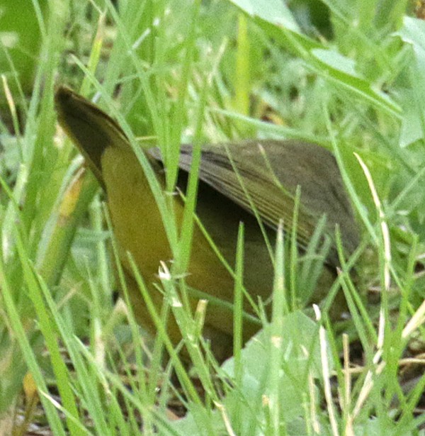 Mourning Warbler - Ed Thomas