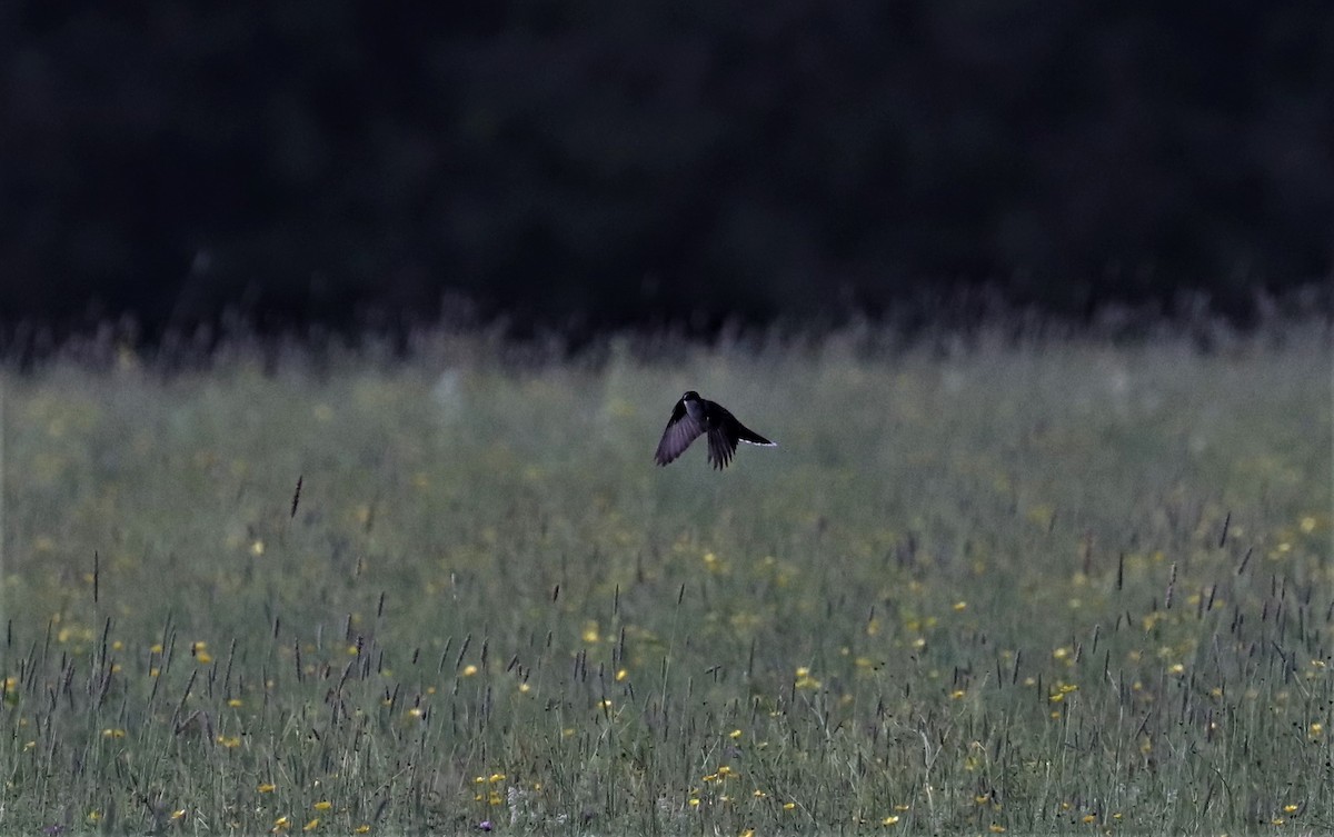 Eastern Kingbird - ML351724811