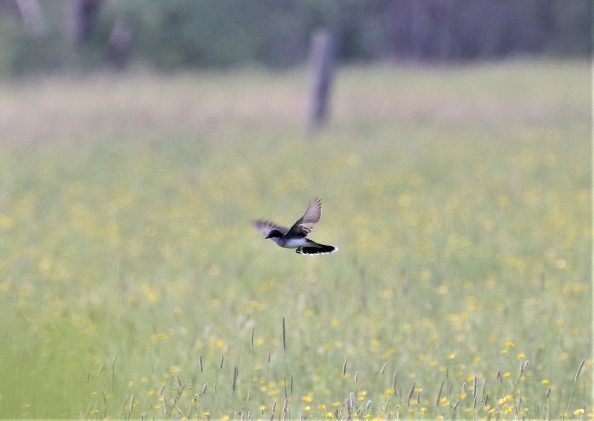 Eastern Kingbird - ML351724821