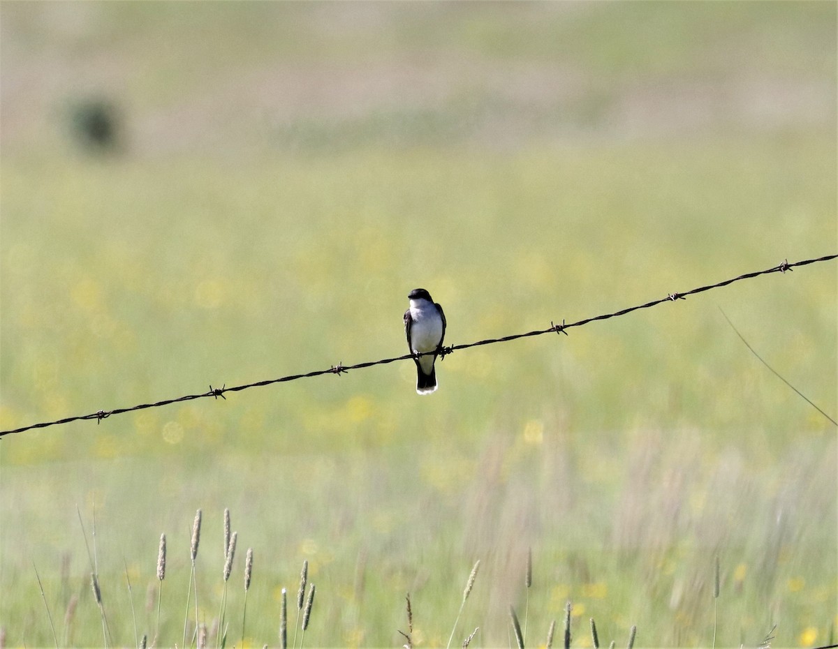 Eastern Kingbird - ML351724841