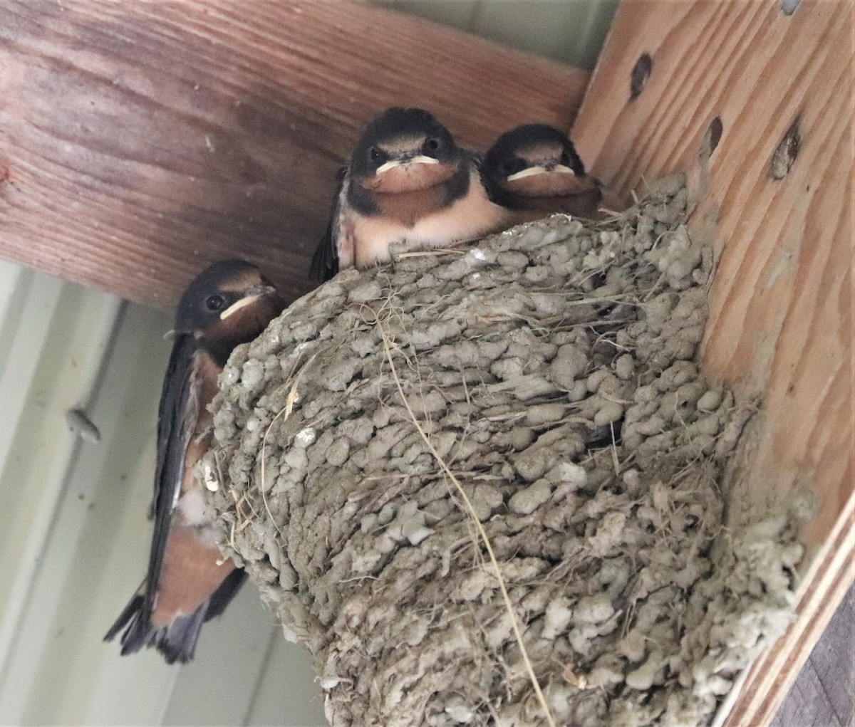 Barn Swallow - ML351724881