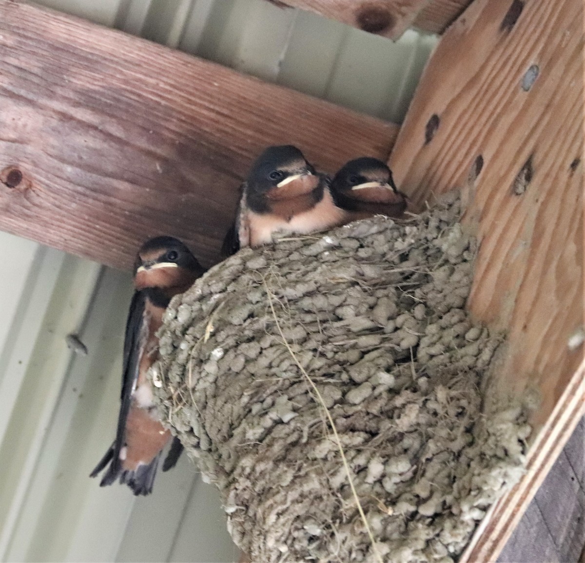 Barn Swallow - Lynda Noel