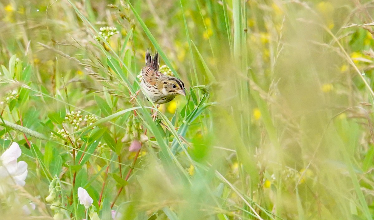 Henslow's Sparrow - ML351725131