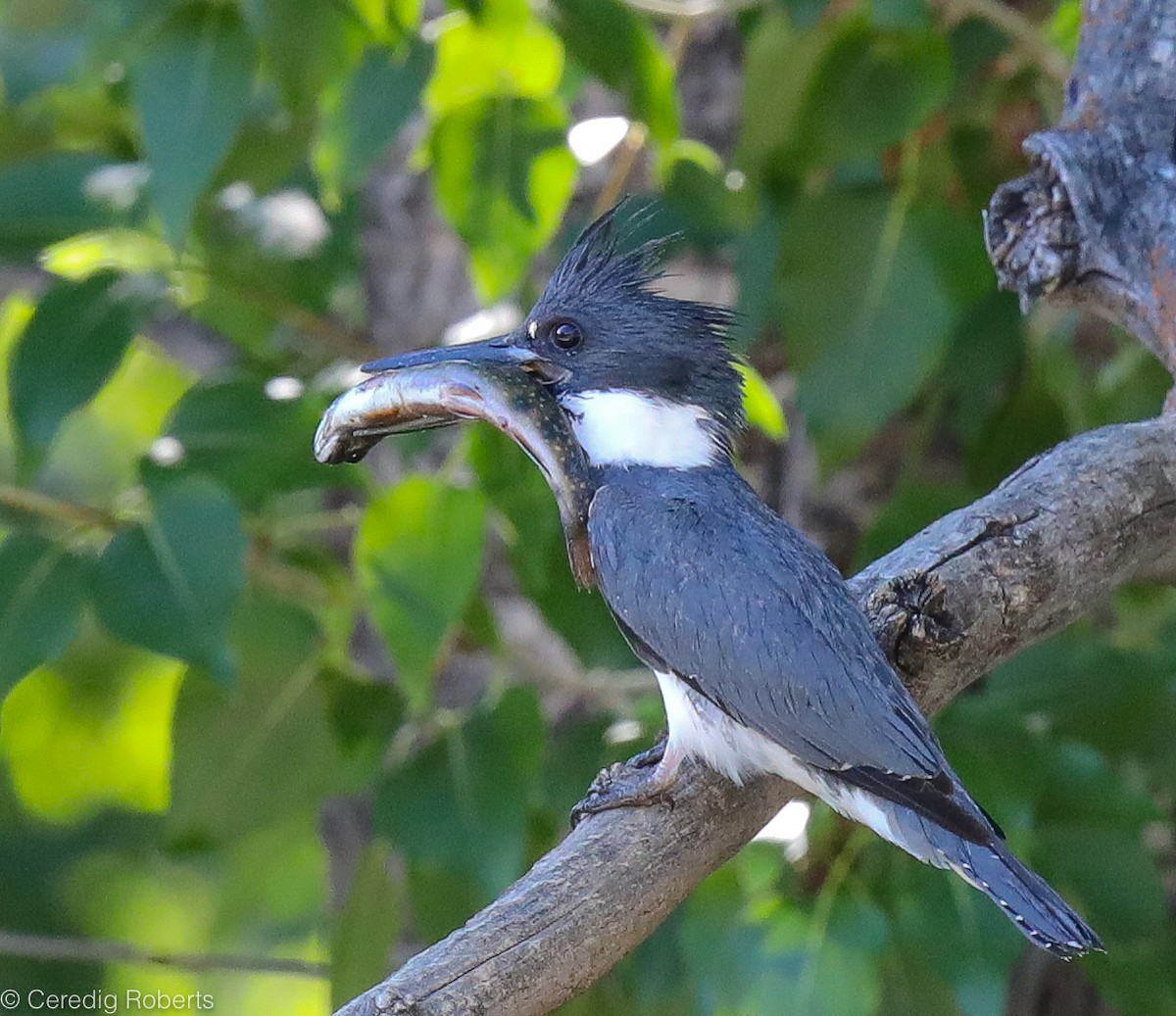 Belted Kingfisher - ML351725371