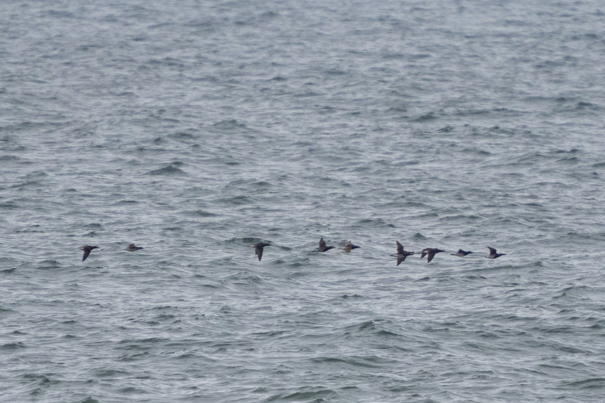 Long-tailed Duck - ML351725391