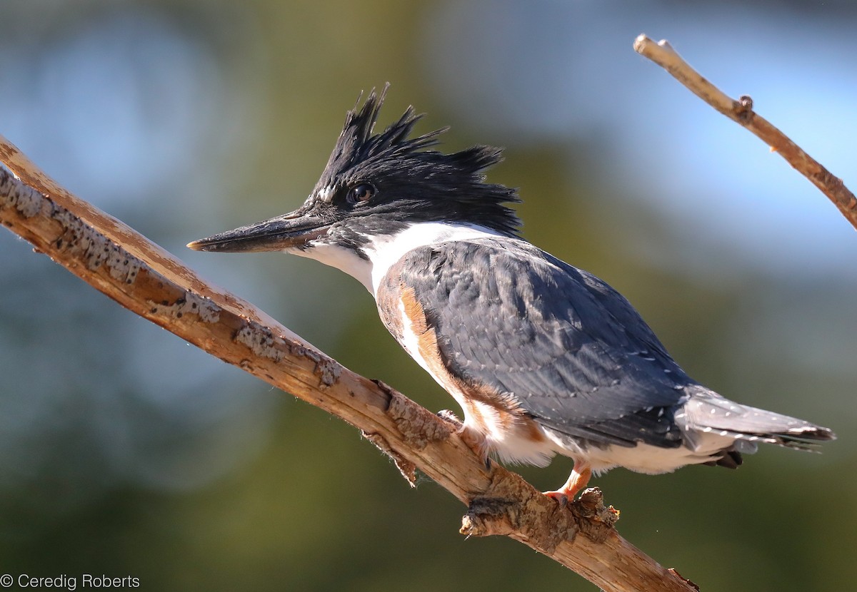 Belted Kingfisher - ML351725411
