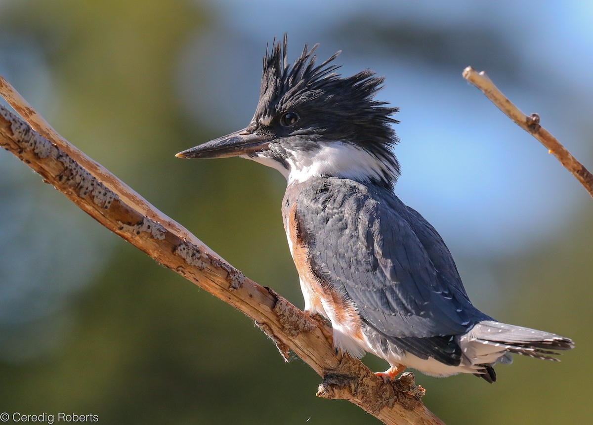Belted Kingfisher - ML351725421