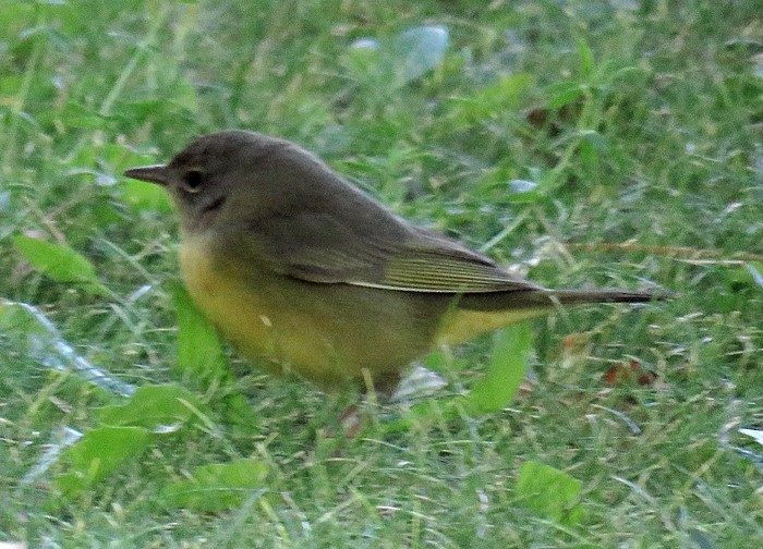 Mourning Warbler - Ed Thomas