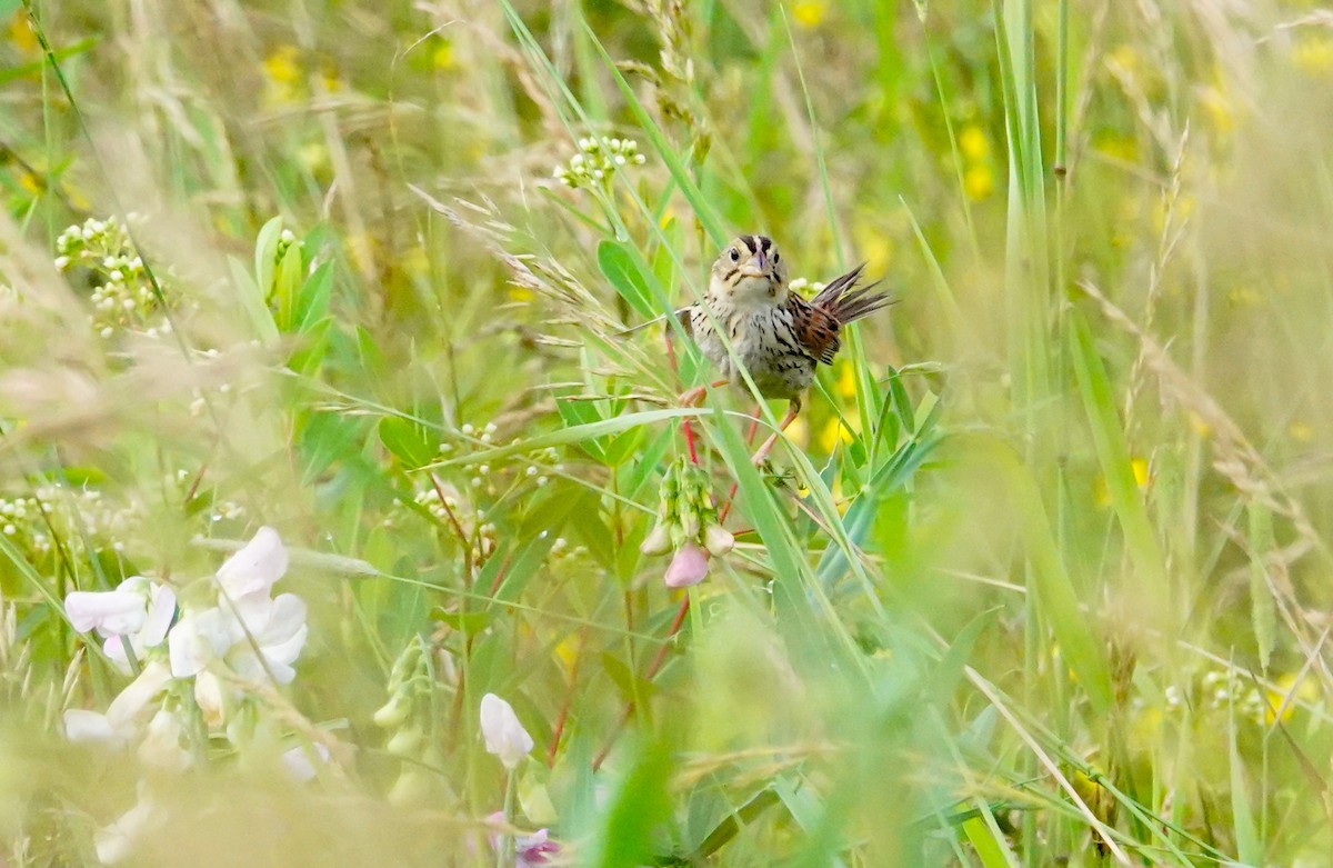 Henslow's Sparrow - ML351725711