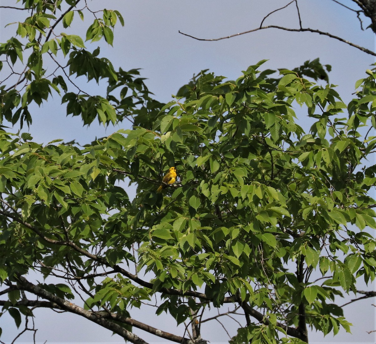 Yellow Warbler - ML351725791