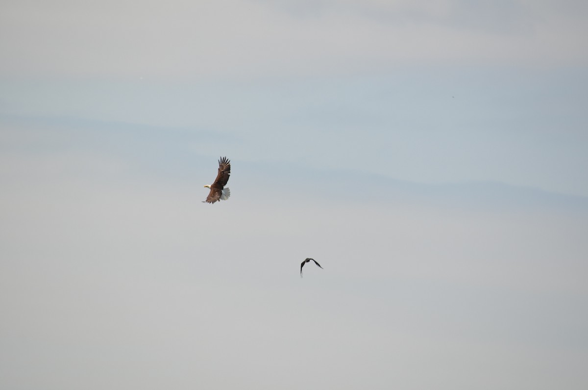 Weißkopf-Seeadler - ML351726051