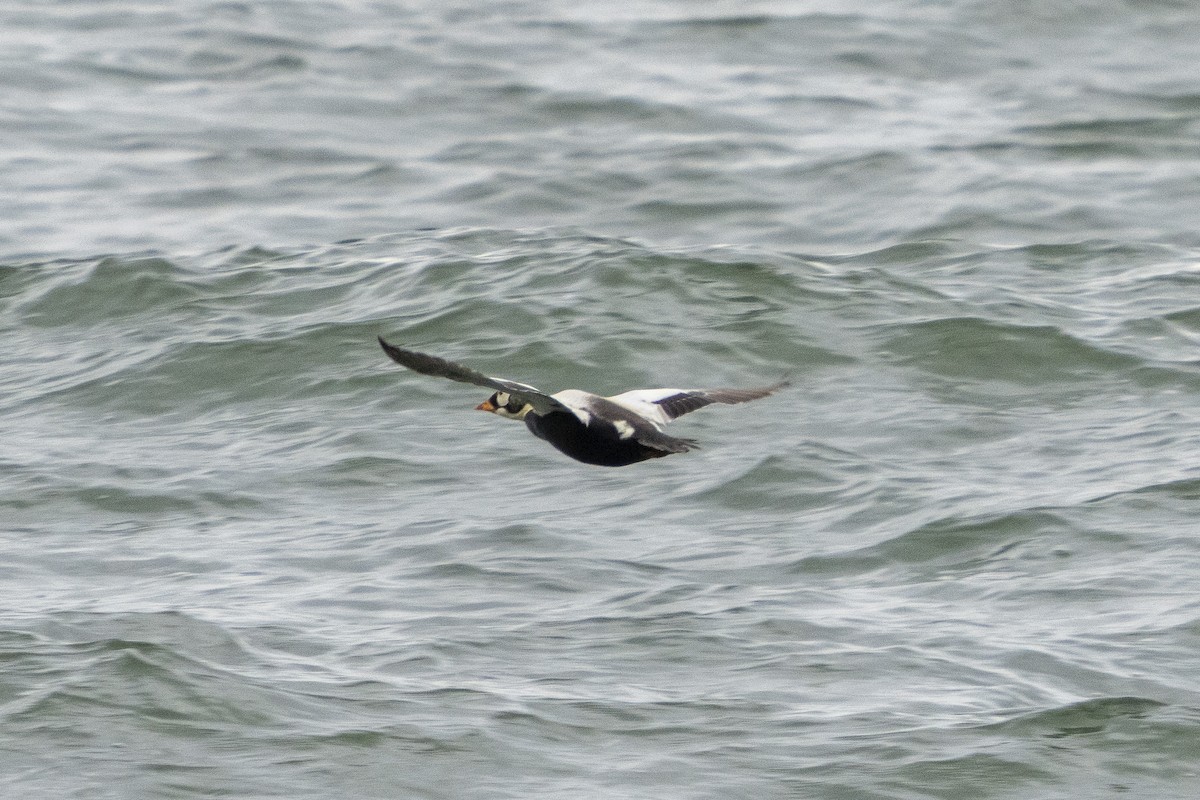 Spectacled Eider - ML351726061