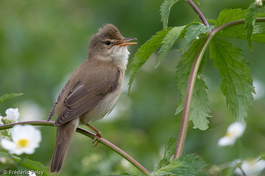 Marsh Warbler - ML351726431