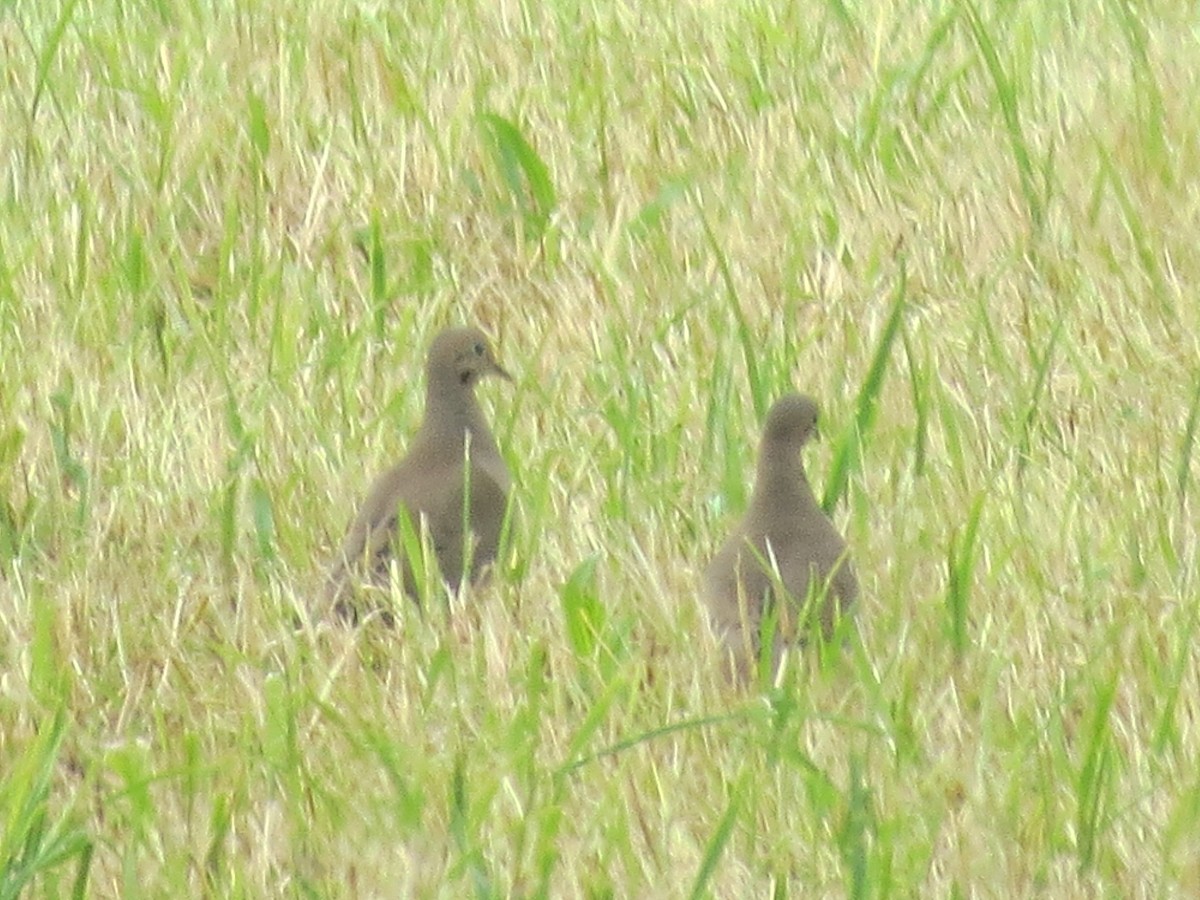 Mourning Dove - Ethan Maynard