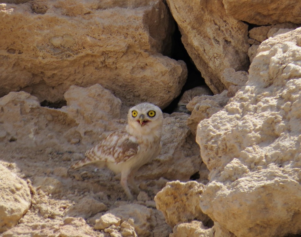 Little Owl - Uma Pandiyan